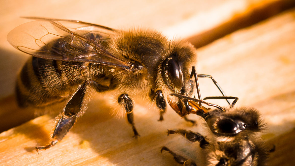 Abeille Noire Atlantique