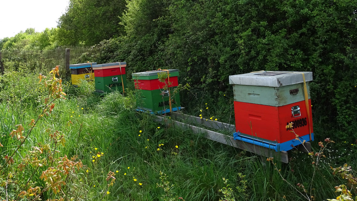 Abeille Noire Atlantique