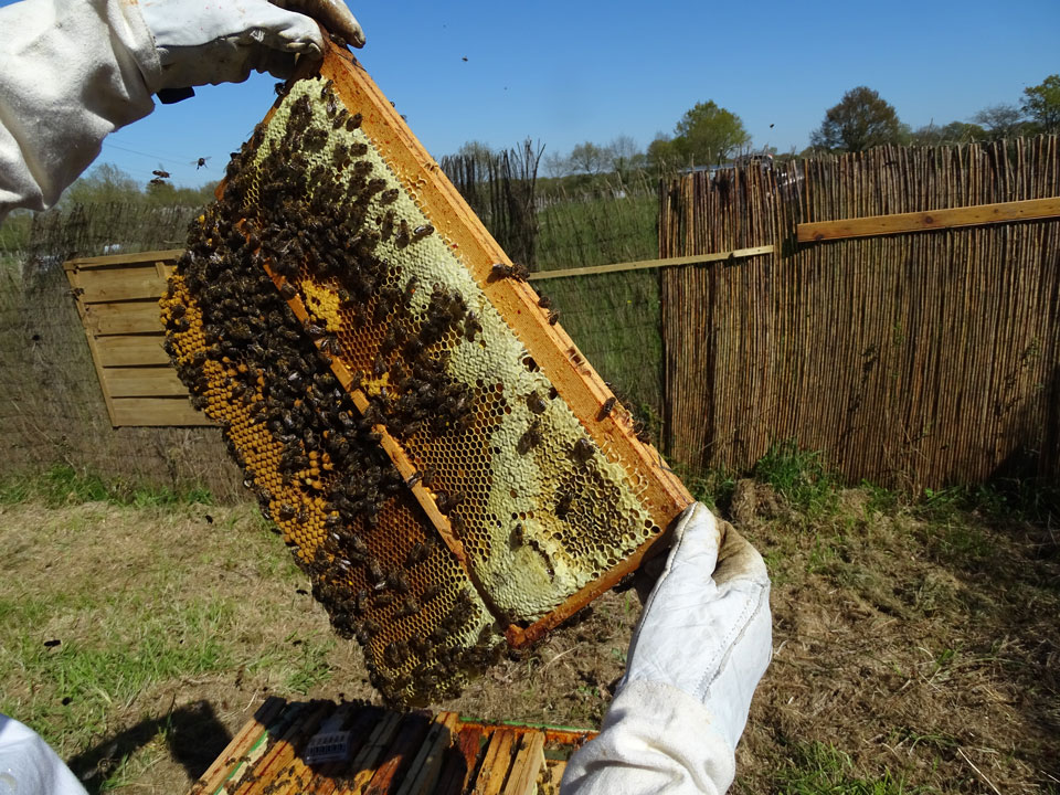 Abeille Noire Atlantique - Sélection des souches d'abeilles
