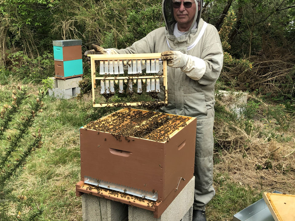 Abeille Noire Atlantique - Apiculture en Loire Atlantique