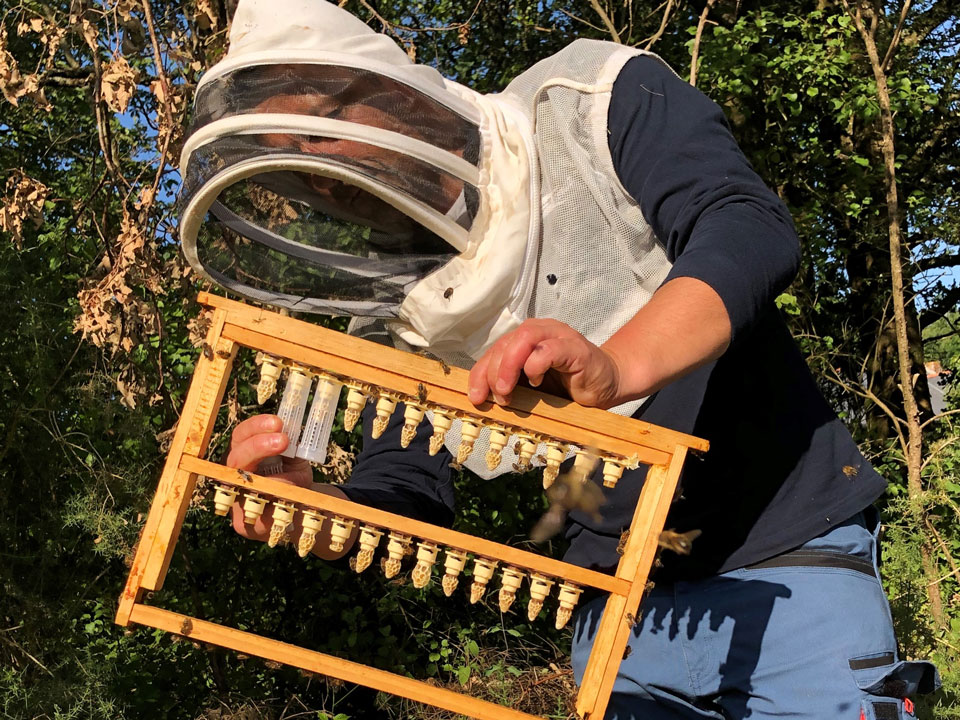 Abeille Noire Atlantique - Apiculture en Loire Atlantique