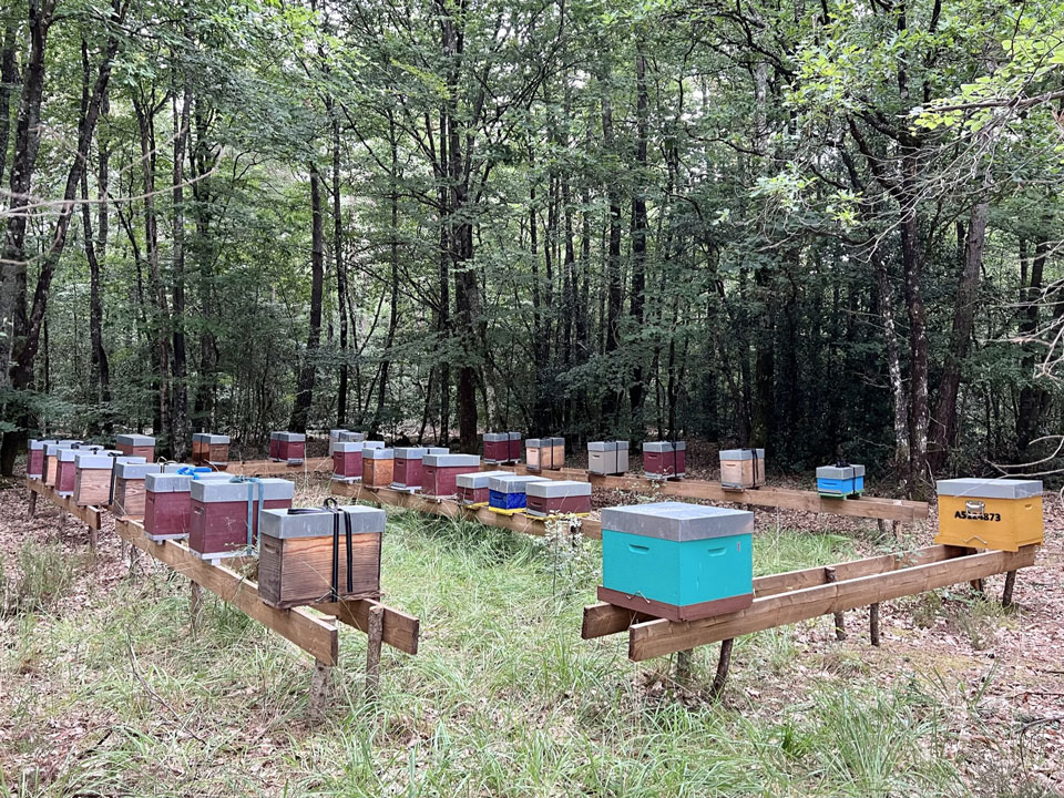 Abeille Noire Atlantique - Apiculture en Loire Atlantique