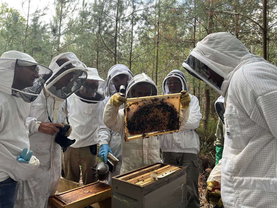 Abeille Noire Atlantique - Apiculture en Loire Atlantique