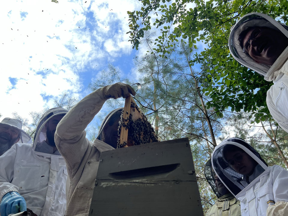 Abeille Noire Atlantique - Apiculture en Loire Atlantique
