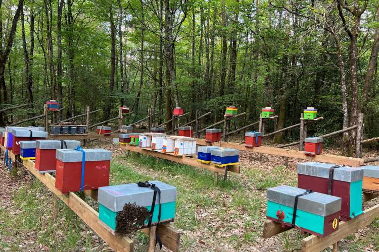 rucher fecondation gâvre AbeilleNoire Atlantique