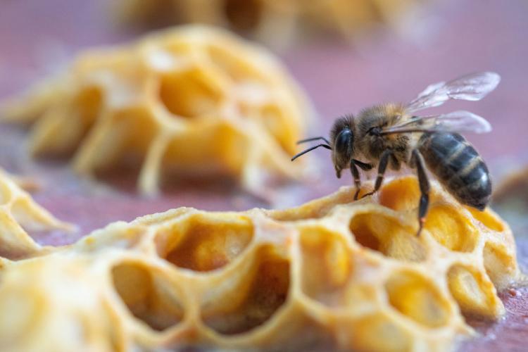 Abeille Noire Atlantique - Apiculture en Loire Atlantique