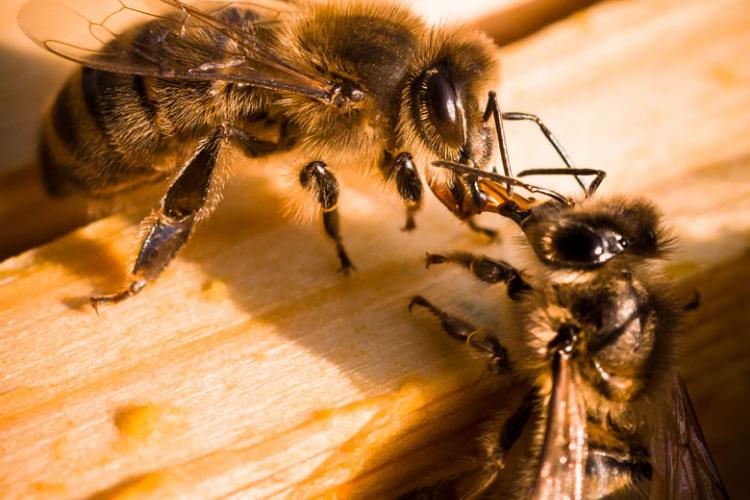 Abeille Noire Atlantique - Apiculture en Loire Atlantique