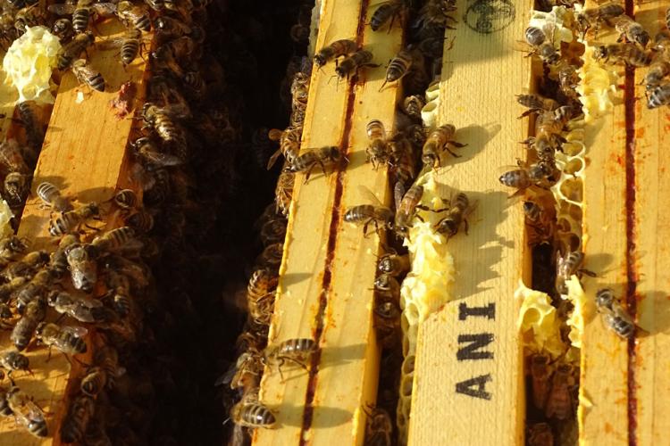 Abeille Noire Atlantique