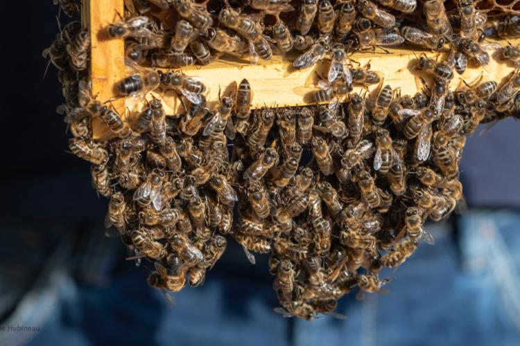 Abeille Noire Atlantique