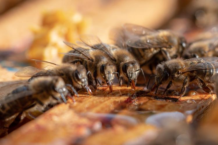 Abeille Noire Atlantique