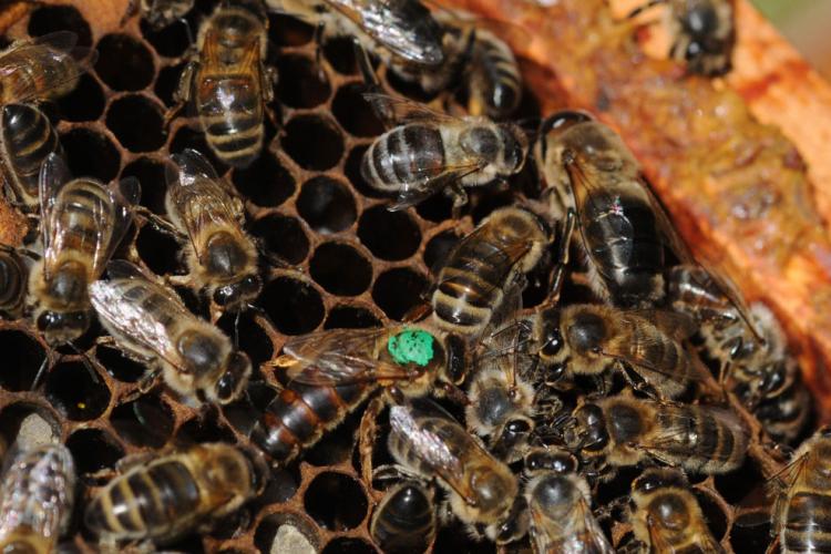 Abeille Noire Atlantique