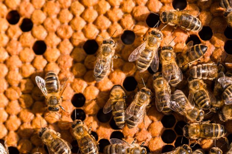 Abeille Noire Atlantique