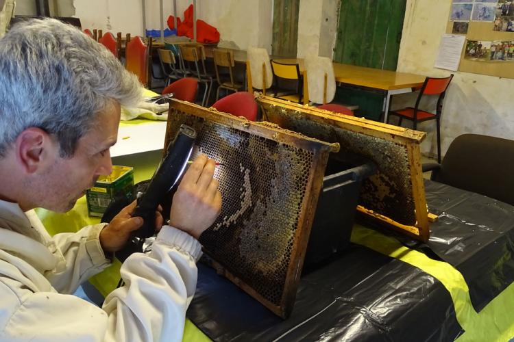 Abeille Noire Atlantique