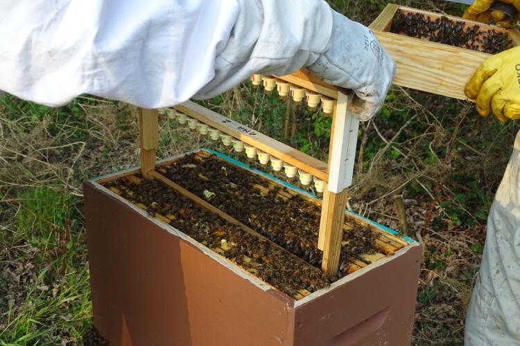 Abeille Noire Atlantique - Elevage