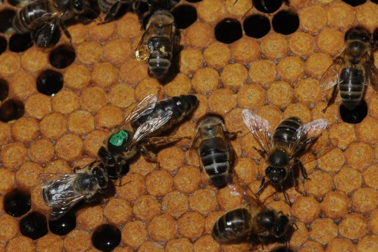 Abeille Noire Atlantique - Mise en place de stations de fécondation