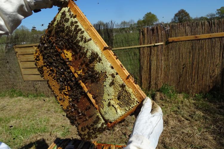 Abeille Noire Atlantique - Sélection des souches d'abeilles